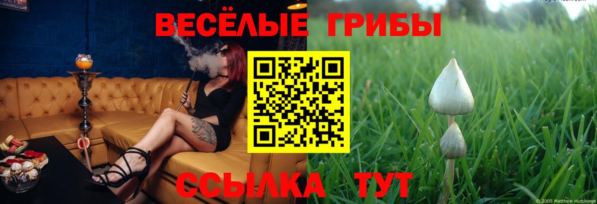 цены наркотик  Вход с VPN  Пушкино  Галлюциногенные грибы Psilocybe 